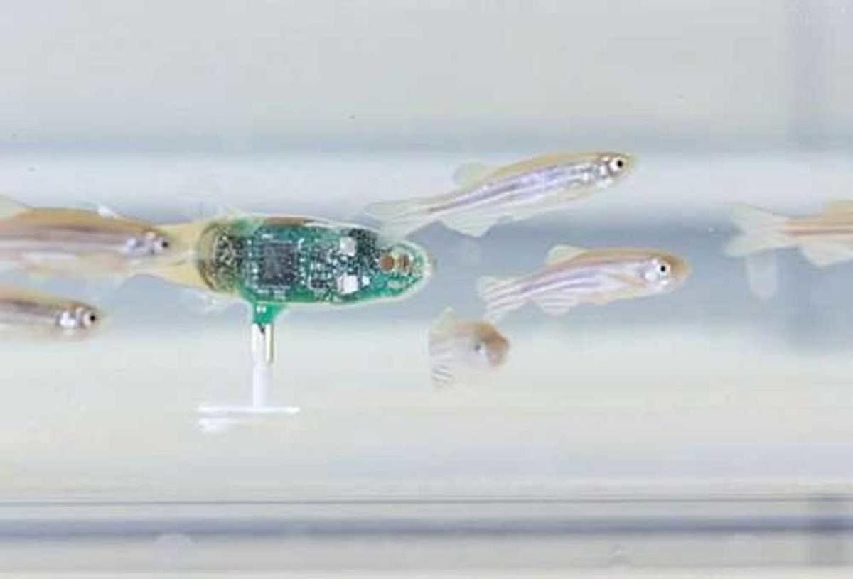 The robotic fish is designed to work among a school and learn to communicate and control the school's collective movement.