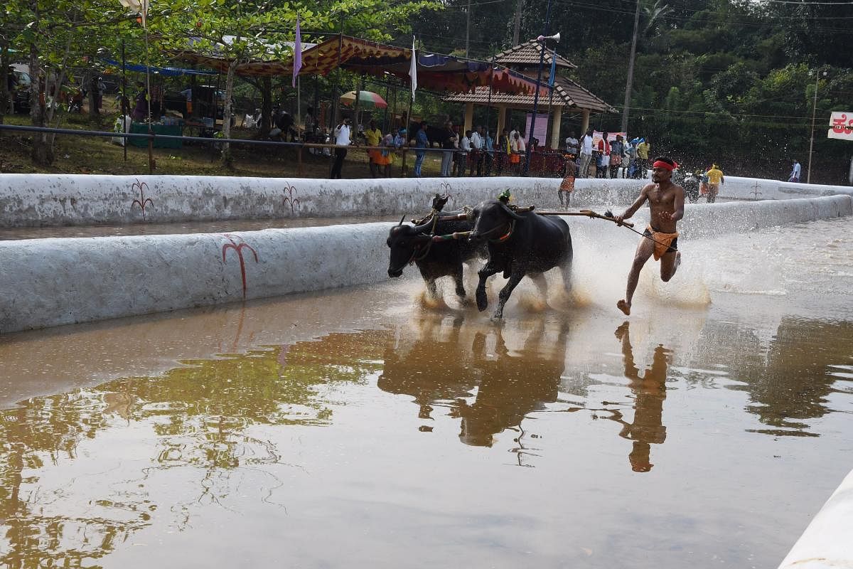 The Kambala was not organised last year due to the ban imposed by the Supreme Court in November, following a PIL filed by People for Ethical Treatment of Animals (PeTA).