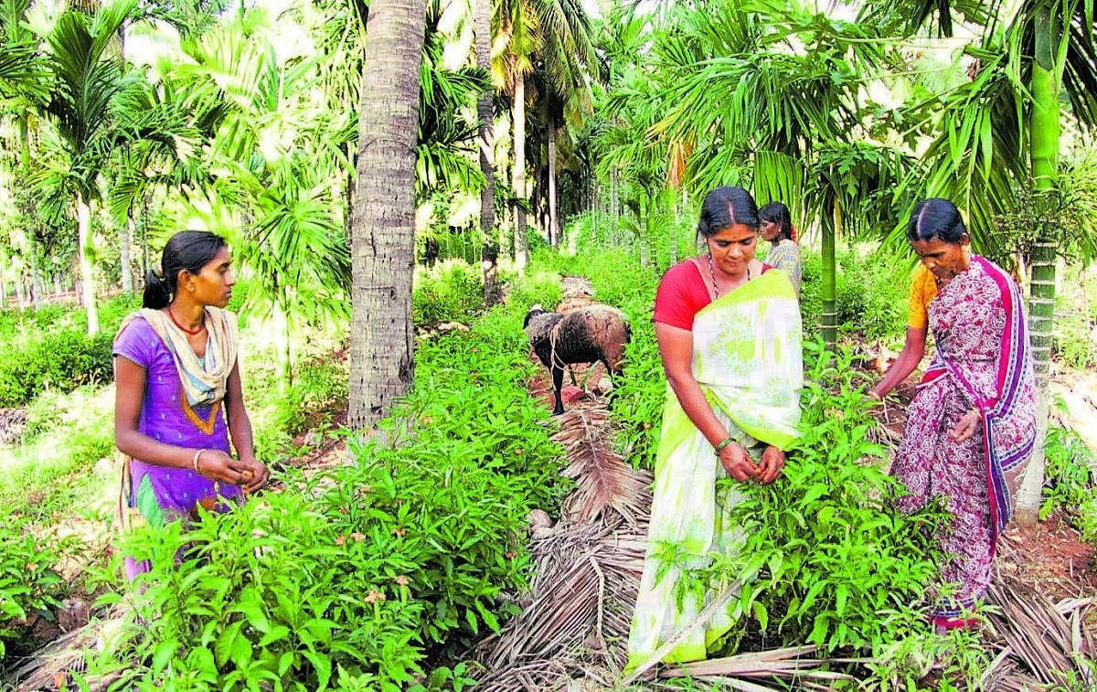 Aruna and her family members at work in their farm in Tumakuru district. PHOTO BY AUTHOR