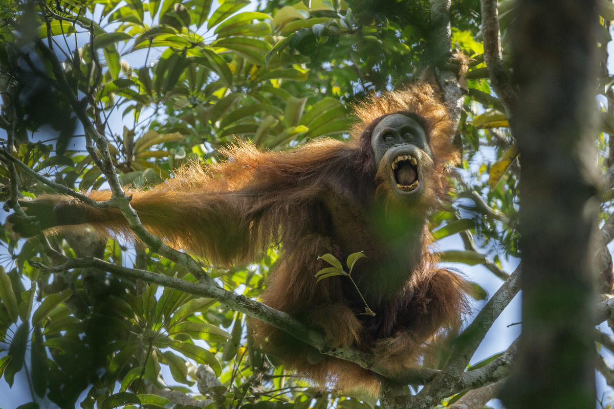 New orangutan also most endangered