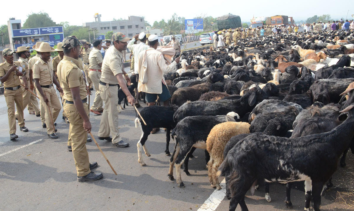 They staged a day-long protest at the tent. In the afternoon, as over 1,000 sheep arrived on the national highway, they rushed there.