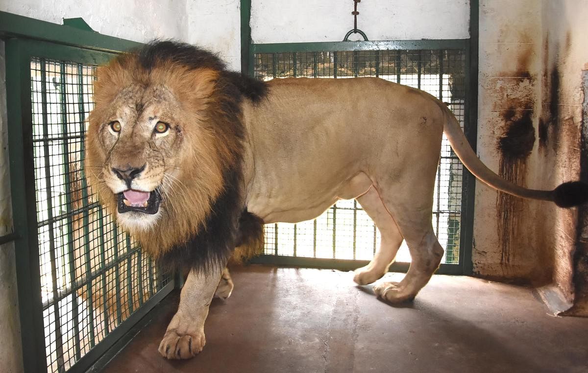 The lion named Sarvesh (5), which was brought from Bannerghatta National Park, Bengaluru to Tyavarekoppa zoo-cum-safari near Shivamogga recently, seems to be in aggressive mood on Thursday. It weighs around 271 kg and it has been kept in a holding room. The lioness Sushmita was also brought from Bannerghatta and it weighs around 161 kg. The other two lions Arya (13) and Manya (7) have been kept in open enclosures for public viewing. The two lions were brought from Bannerghatta to enhance the population of lions. Sarvesh is the lone breeder of lions in the safari as Arya is an aged one. Photo by Shivamogga Nagaraj...