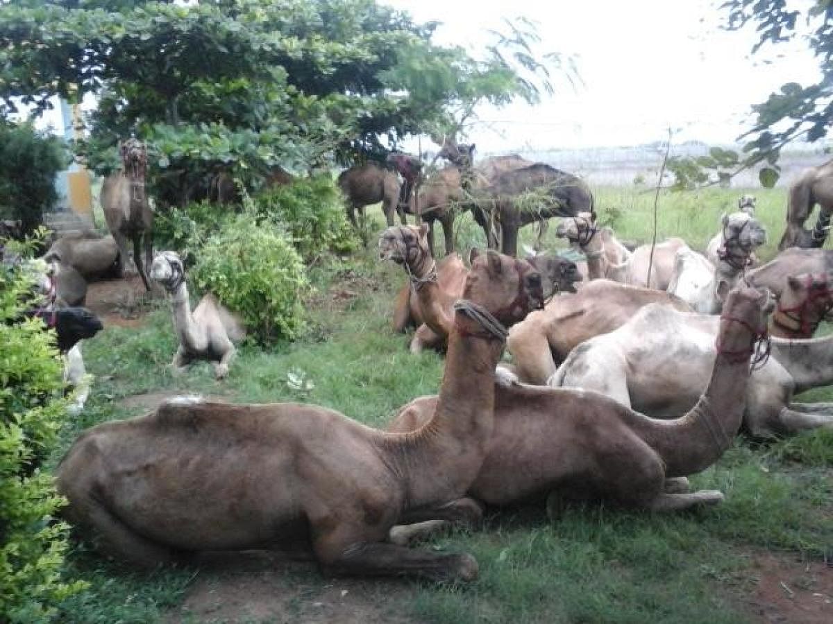 Of the 97 camels rescued from slaughter in Hyderabad, 20 have perished due to starvation and ill health. DH PHOTO