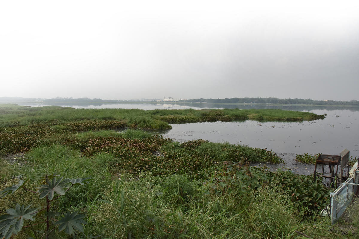 For DH Story of Bellandur lake weeds in Bengaluru on Friday. Photo by Janardhan B K