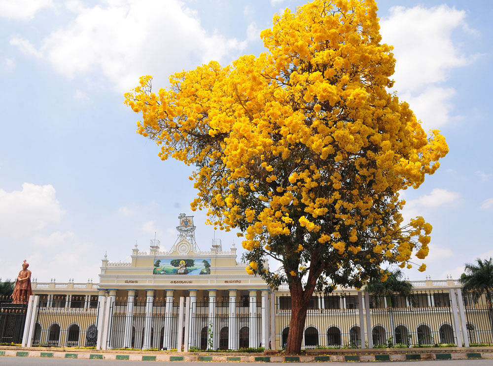 The University of Mysore (UoM) will offer free education to the children of martyred soldiers. DH file photo