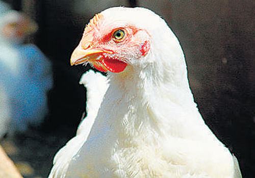 The complainant had stated that around 25 chickens were stolen.