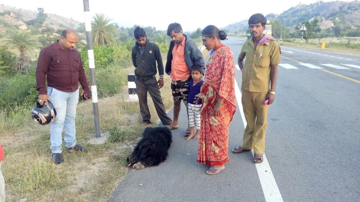 A stray bear cub was run over by an unidentified vehicle near Hunasemaradahatti Gate in Madhugiri taluk of Tumakuru district on Thursday morning. DH PHOTO