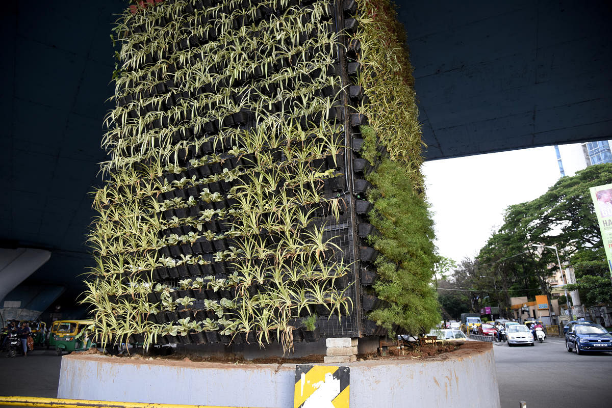 Go with Dh story...The vertical gardens on the pillars of the Flyovers are been unmaintained. Some of the plants have been dried up and few have been removed from the pillars, at Yeshwanthpura flyover pillar, in Bengaluru. Photo/ B H Shivakumar