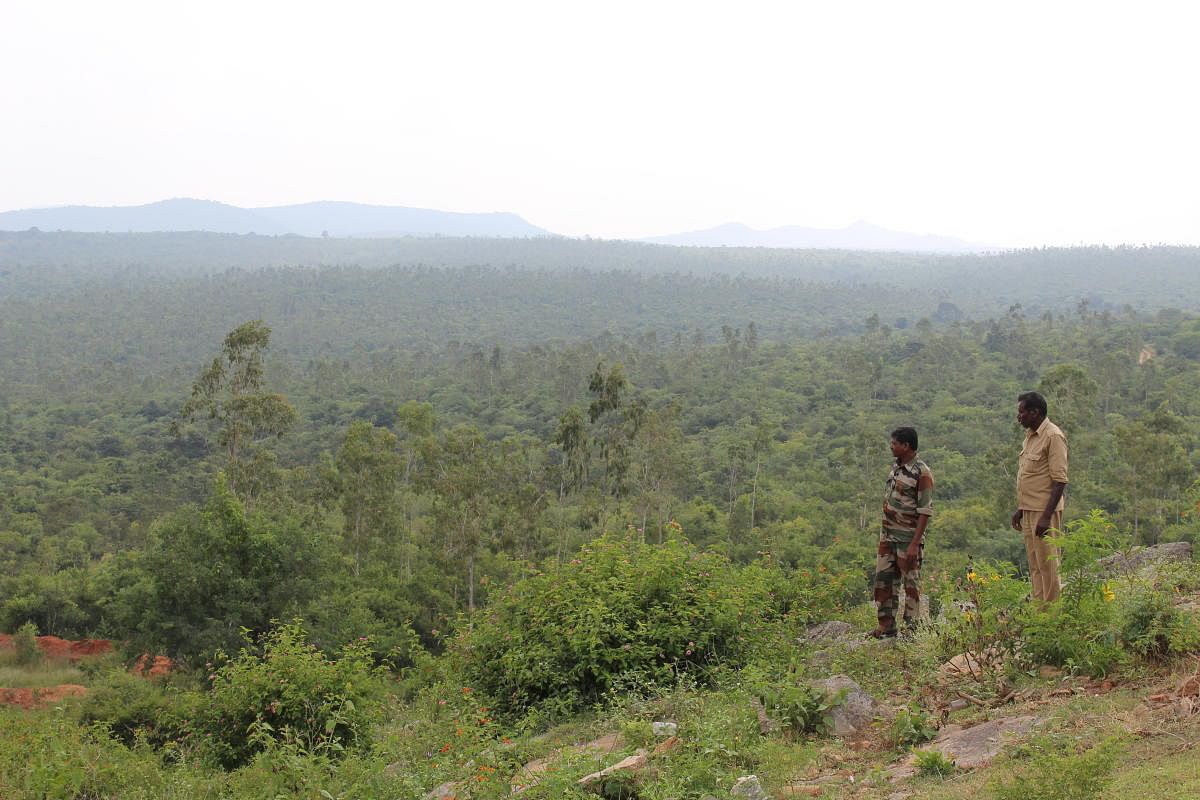 There are around 5,850 frontline forest staff in Karnataka striving hard to protect the forests. PHOTO BY AUTHOR