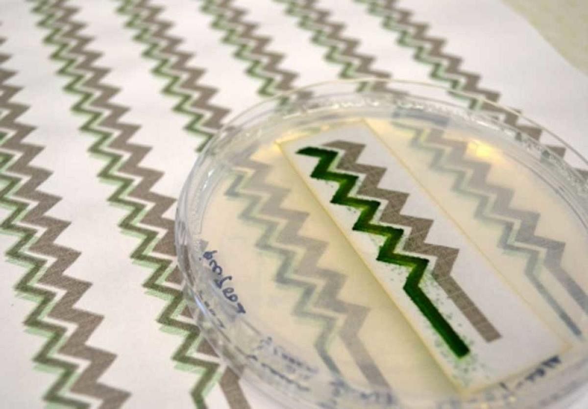 The solar cell is made from cyanobacteria, printed with a simple inkjet printer.