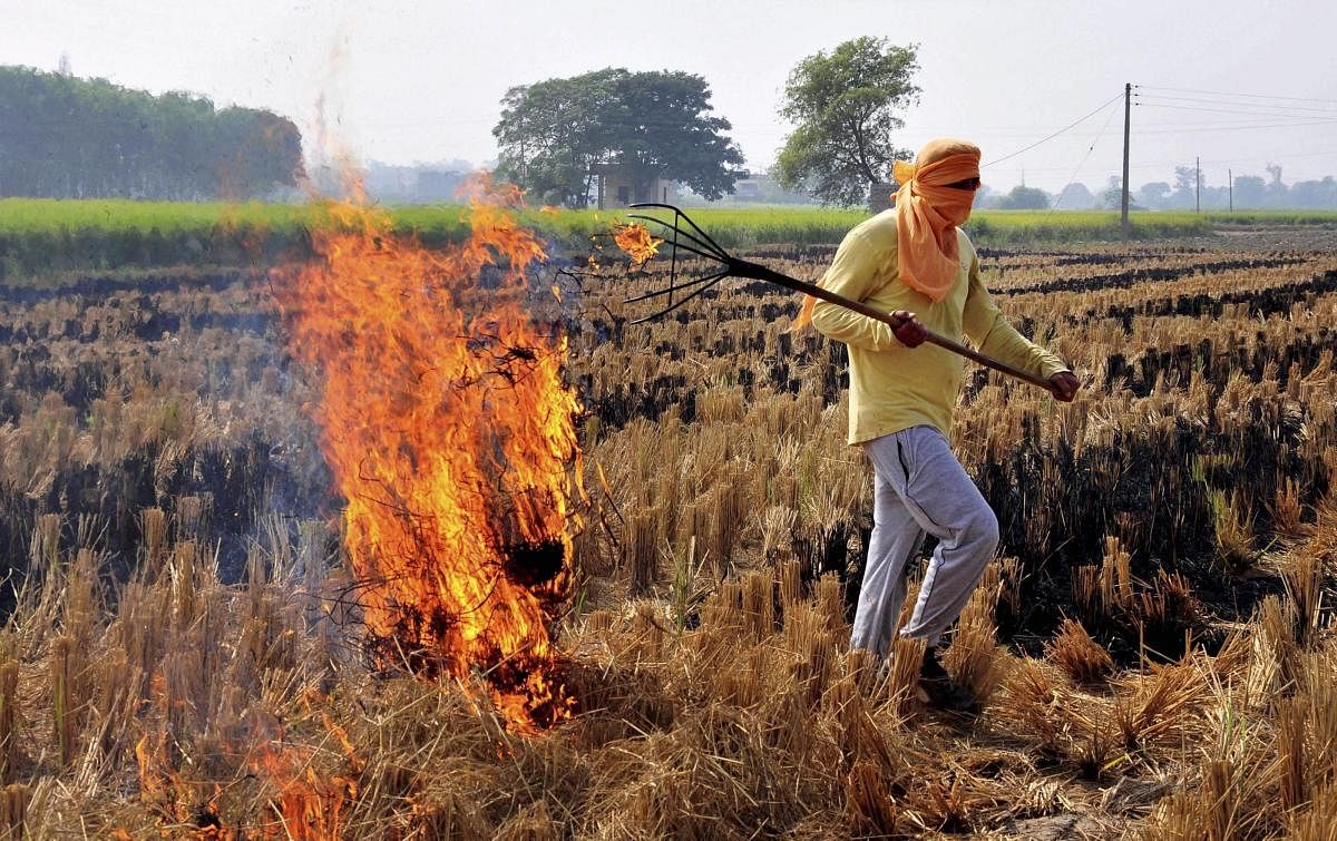 A farmer burns stubble at his paddy field on the outskirts of Amritsar. PTI File Photo