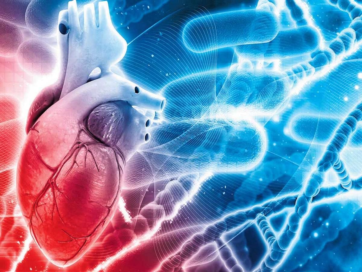 With more heart cells dividing and reproducing, mice treated with this gel after heart attack showed improved recovery in key clinically relevant categories.