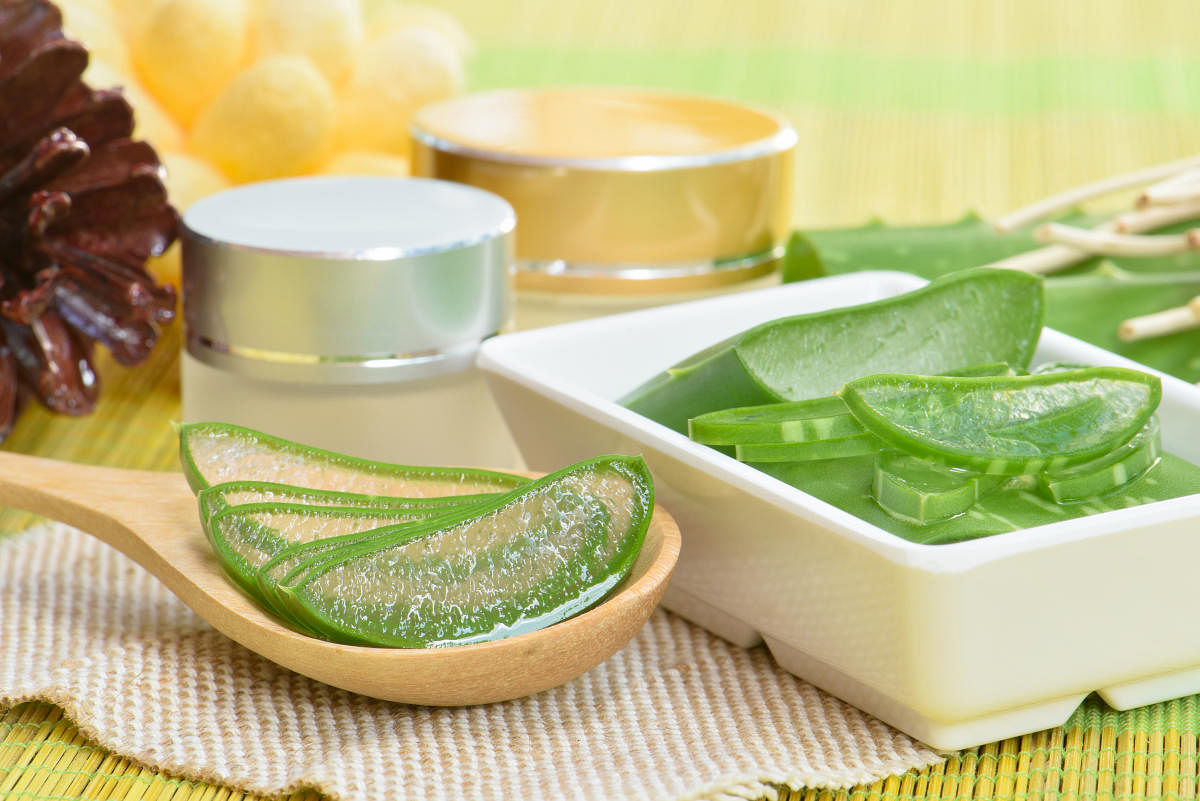 Prepared aloe vera use in spa for skincare and cosmeticAloe vera