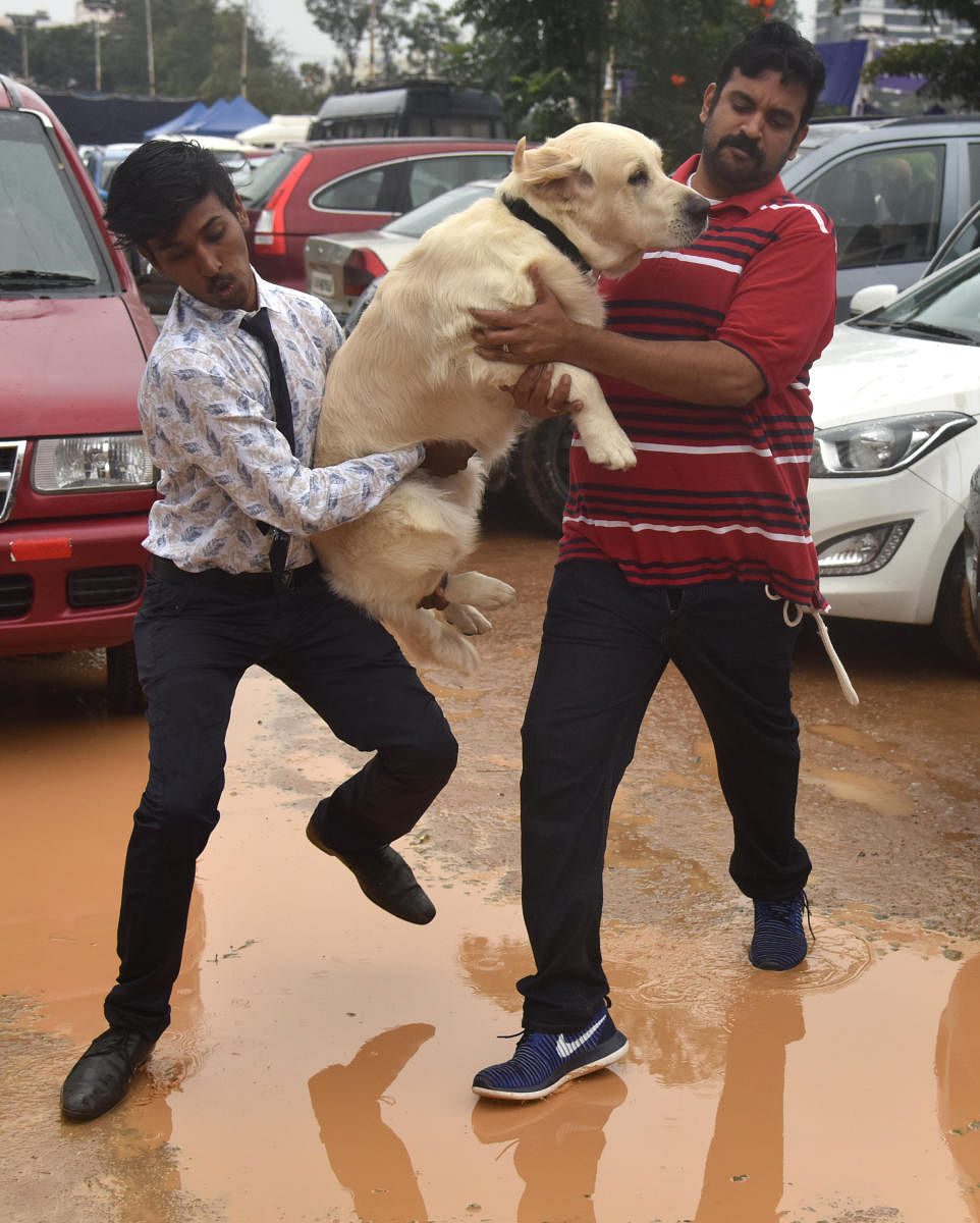 Pet lovers with their Golden retriever breed dog at the all breed championship dog shows and Kennel Club of India FCI international dog shows at White Orchid Manyata Tech Park organised by The President and committee of the Bangalore Canine Club in Bengaluru on Friday. Photo by Janardhan B K