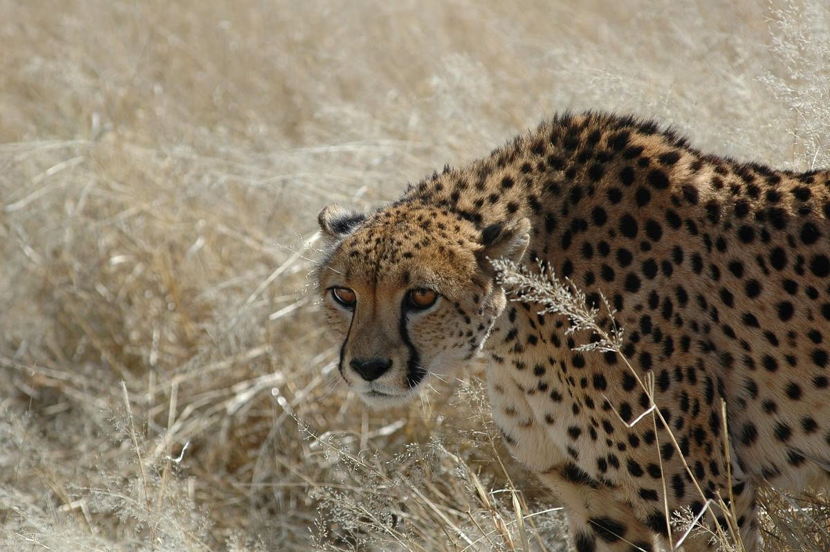 International Cheetah Day is on December 4, 2017. Photo courtesy: Sanjay Gubbi