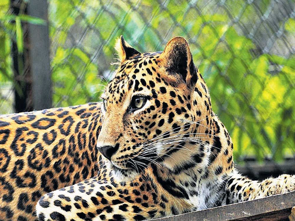 Mumbai logs world's highest leopard density