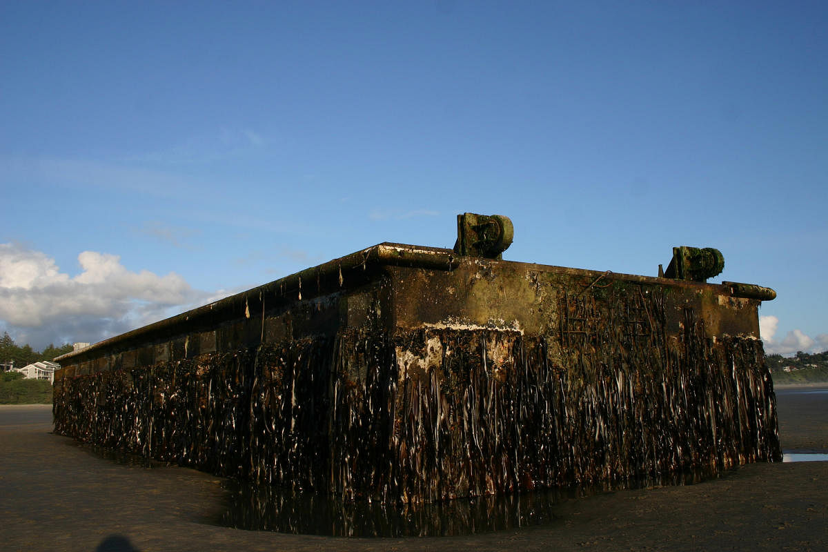 The team began its search when a 165-tonne dock - made of concrete, steel and polystyrene foam - washed up on the coast of Oregon, 15 months after the disaster. This 'megaraft' was coated with almost 100 different species.