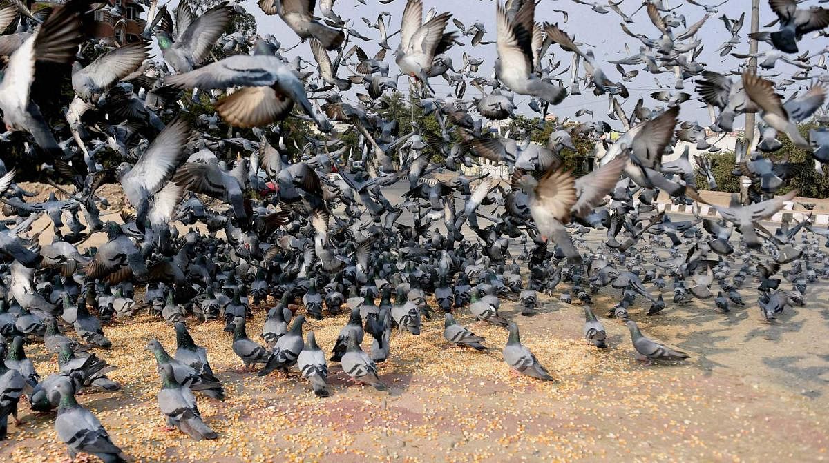 The researchers said the results show pigeons process space and time in ways similar to humans and other primates.