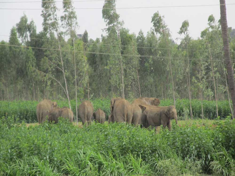 Forest department sources said that the herd of elephants are headed for the Joldal forests. DH/PV