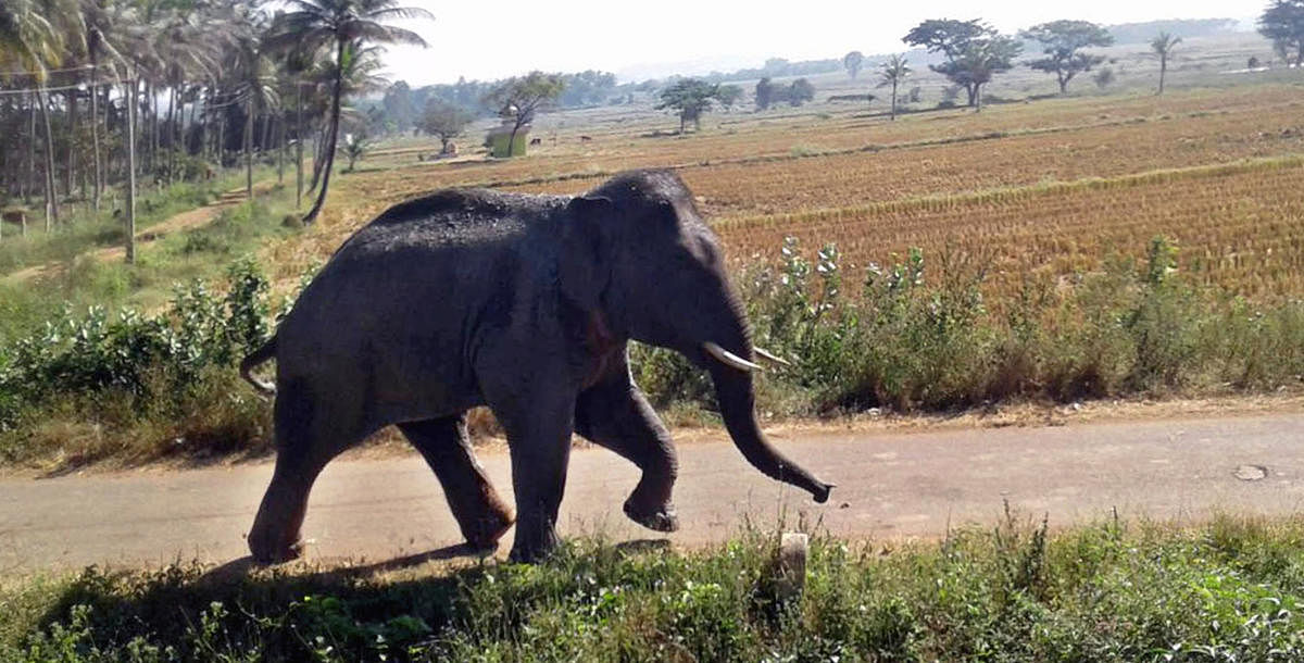 One of the two tuskers spotted near Basavapatna in Channagiri taluk of Davangere district on Friday.