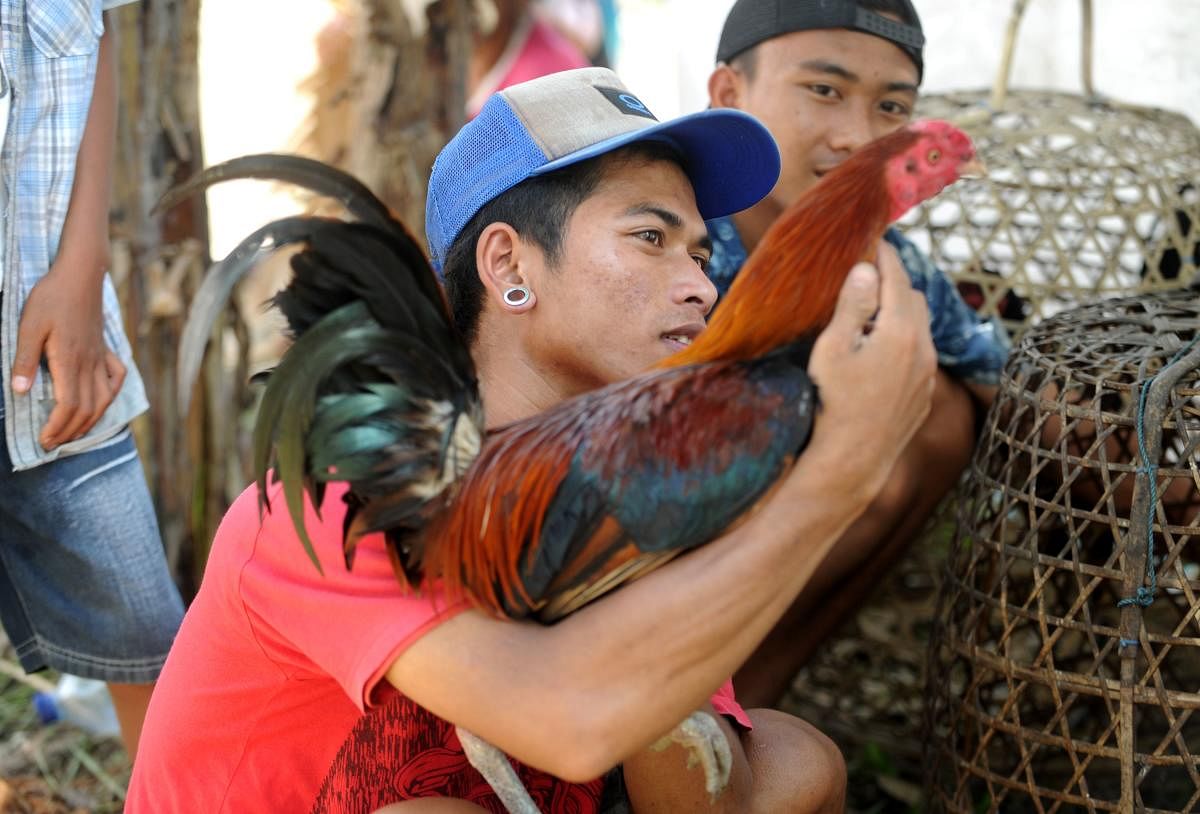 A Balinese man holds cockerel at an evacuation center after being evacuated from Mount Agung volcano at Rendang in Karangasem Regency, on Indonesia's resort island of Bali on December 4, 2017. A volcano may be rumbling off in the distance, but for a group of Balinese men and their fighting roosters it's the roar of the crowd that says the show must go on. / AFP PHOTO / SONNY TUMBELAKA / TO GO WITH: Indonesia-Bali-animal-social, FEATURE by Bagus SARAGIH
