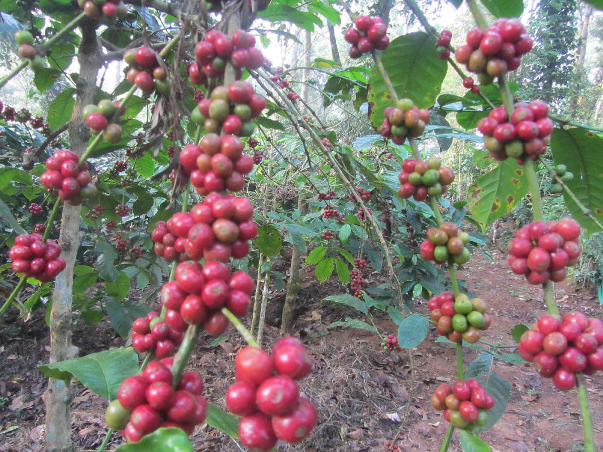 The Robusta coffee ready for harvest in Napoklu.