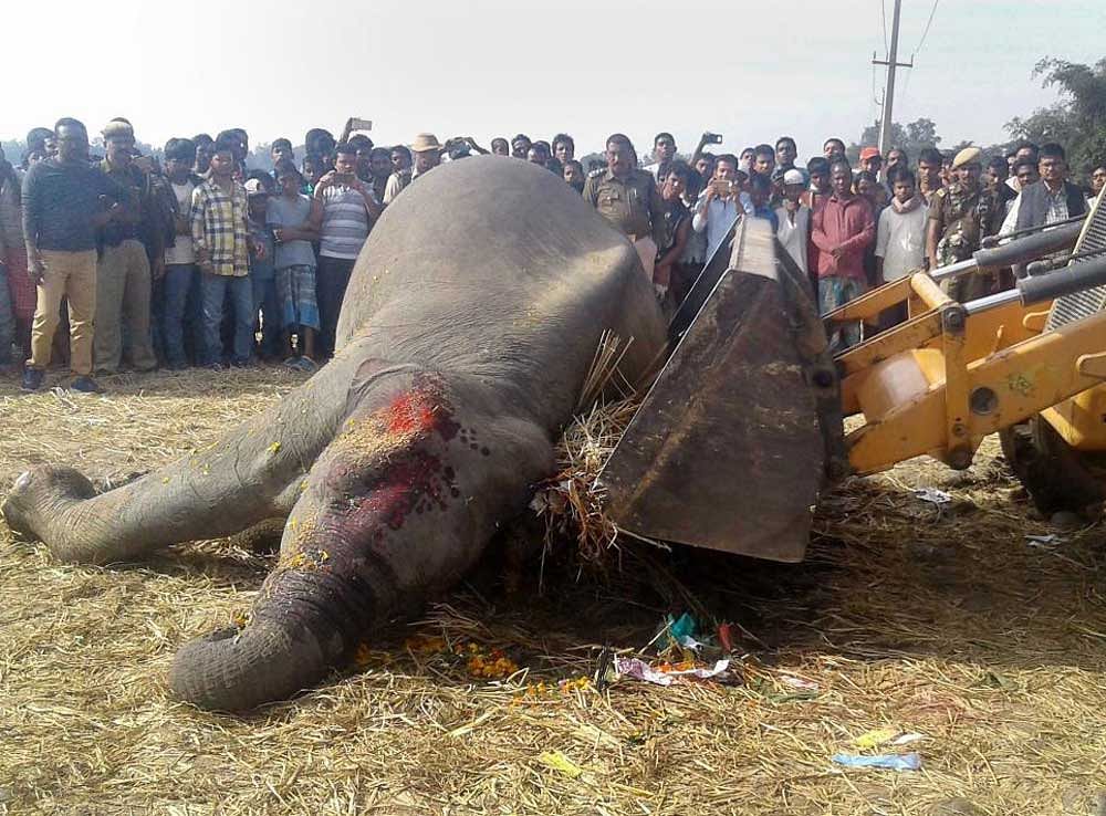 Villagers gather around the body of an elephant that was electrocuted by low-tension electric wires, in Hojai district of Assam on Friday. PTI Photo