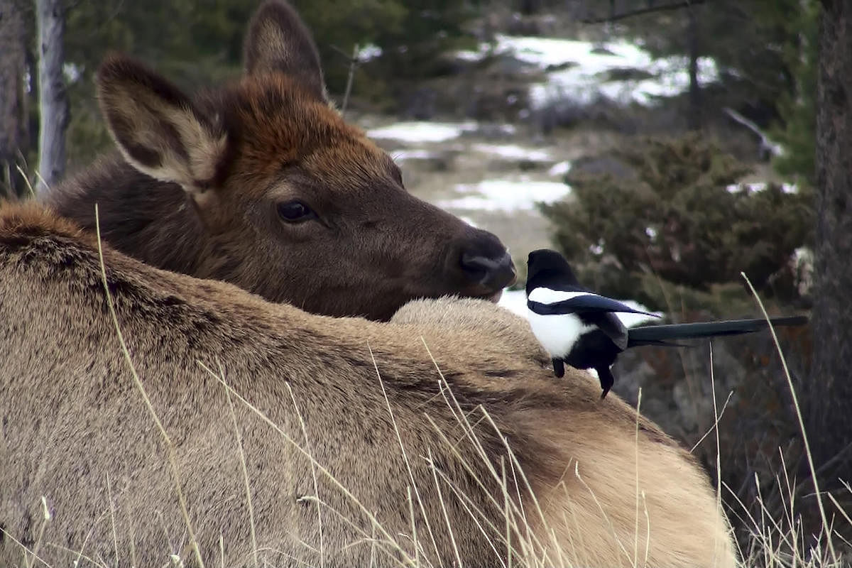 Scientists are wondering if shy elk compensate for their bashfulness by accepting grooming magpies. Photo Credit: Rob Found via NYT
