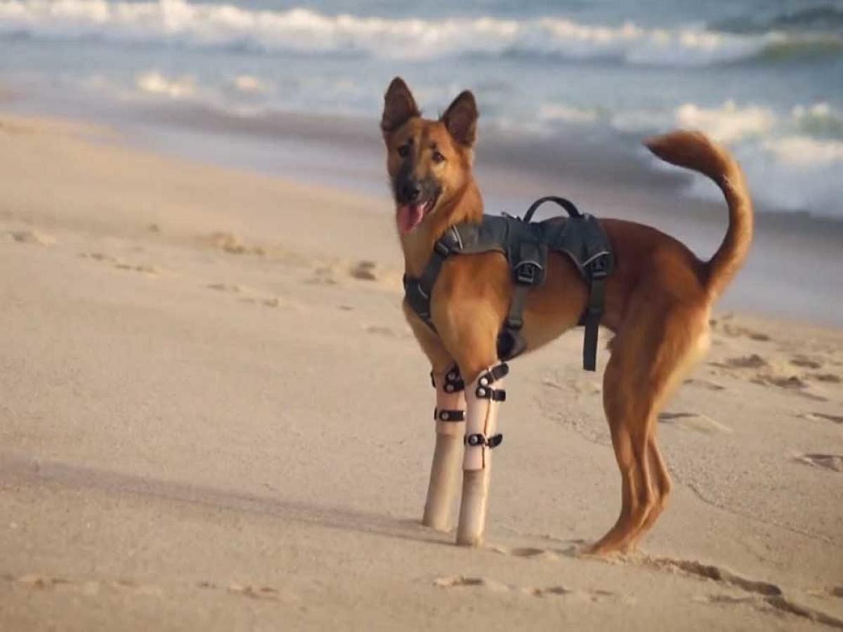 Cola's prosthetics were developed by orthopaedist Bendt Soderberg, who works at a hospital in Phuket.