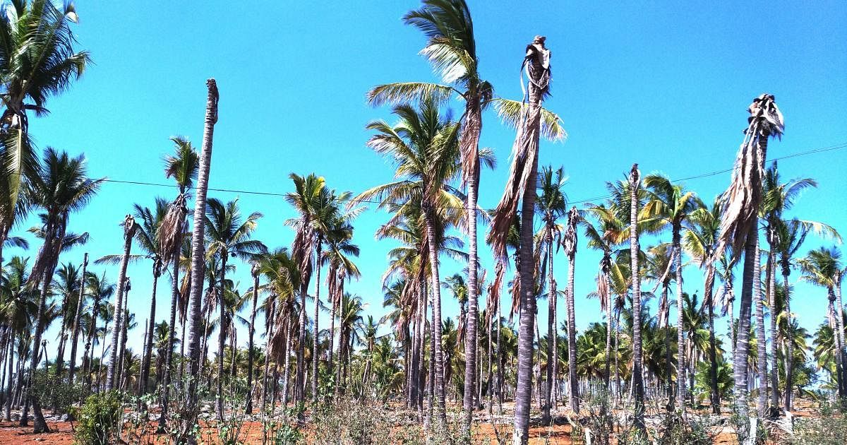 Drought has taken a heavy toll on coconut trees in Kadur taluk.