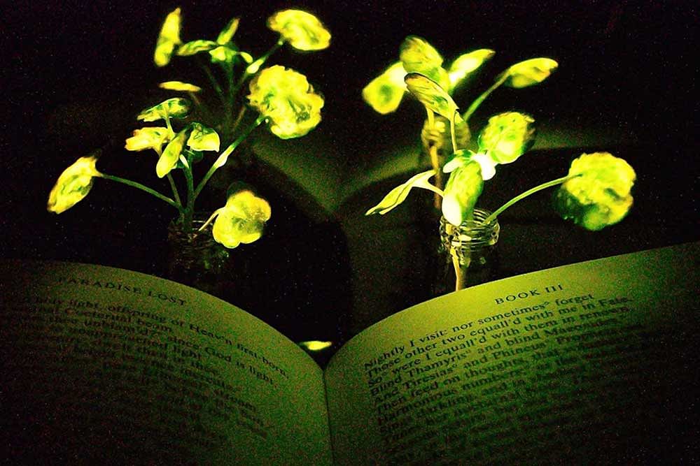 Illumination of a book (Paradise Lost, by John Milton) with the nanobionic light-emitting plants (two 3.5-week-old watercress plants). Photo: Seon-Yeong Kwak