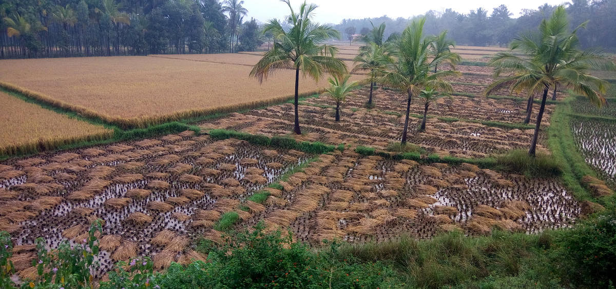 The waterlogged paddy fields, due to sudden rains at Saligrama in KR Nagar taluk, Mysuru district on Thursday.