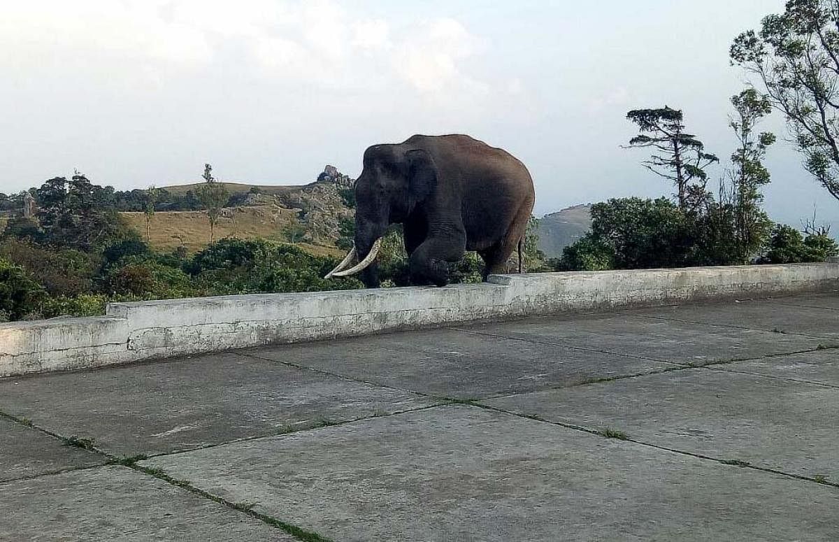 The wild jumbo that visits Himavad Gopalaswamy temple in Gundlupet taluk, Chamarajanagar district was spotted on Wednesday.