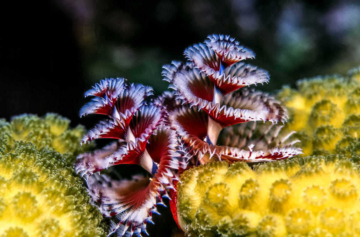 Christmas tree worms live on coral reefs in tropical and subtropical waters around the world, building tiny, tubular homes with their own secretions of calcium carbonate.