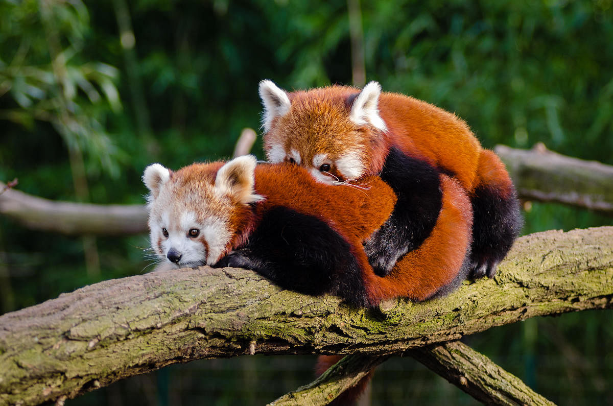 The current population of red pandas is around 10,000.