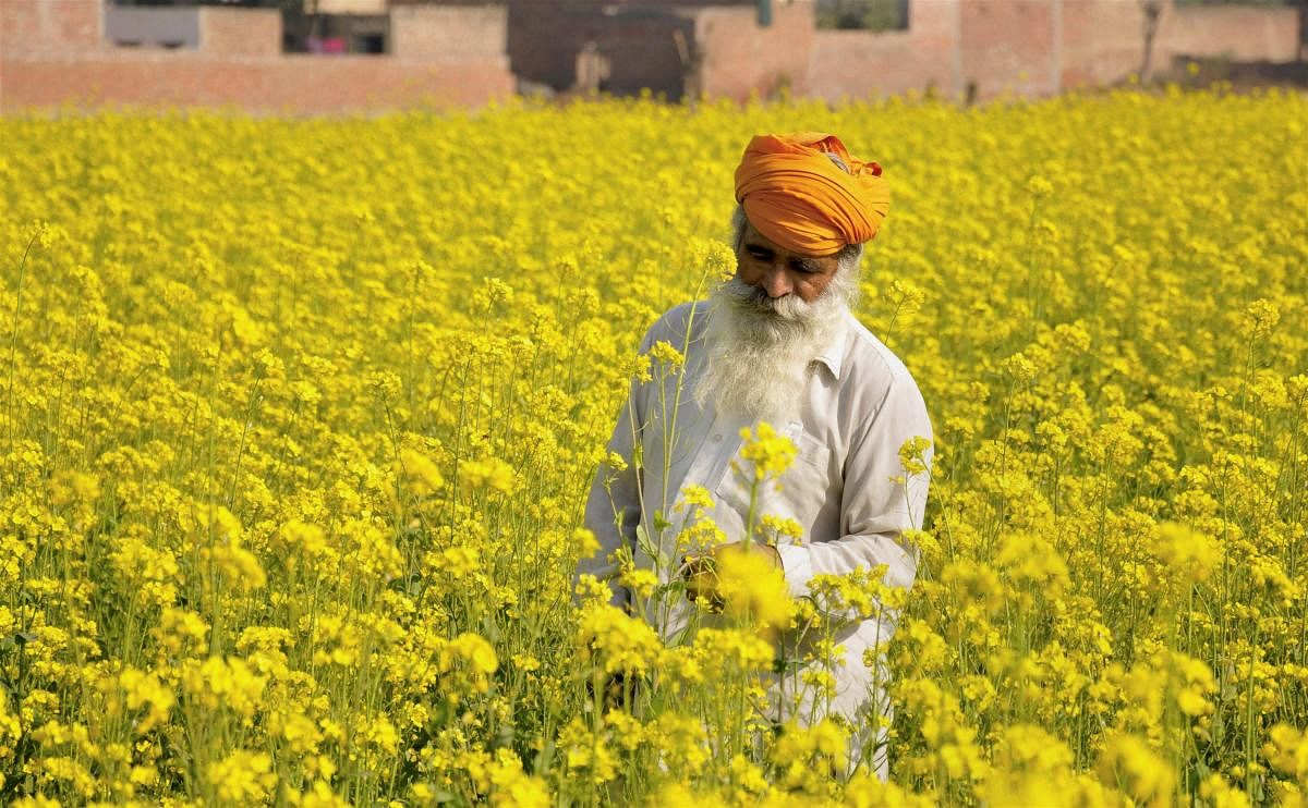 Amritsar: A farmer works at his mustard field at a village on the outskirts of Amritsar on Saturday. PTI Photo (PTI12_10_2017_000053B)