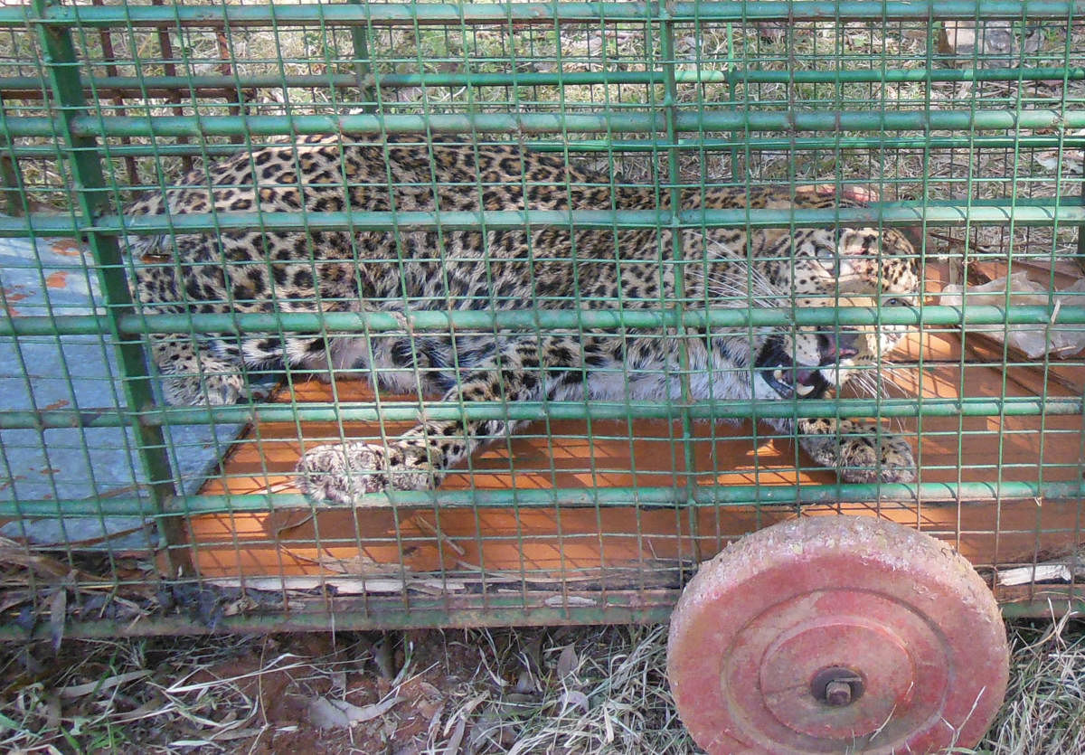 According to Range Forest Officer Hemanth, the leopard was released into the forest after it was examined to be in a healthy condition.