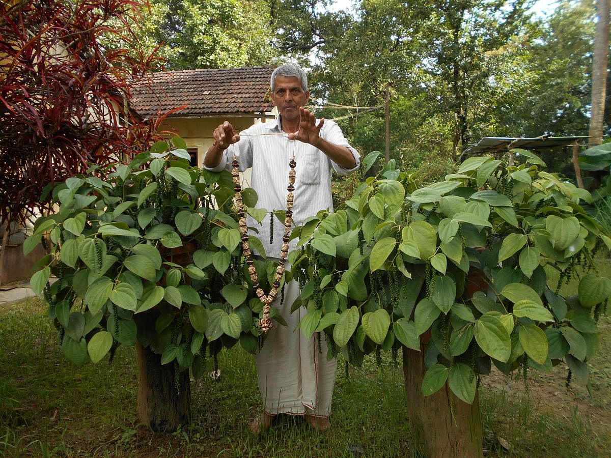 Shridhar Bhat with black pepper garland. PHOTO BY AUTHOR