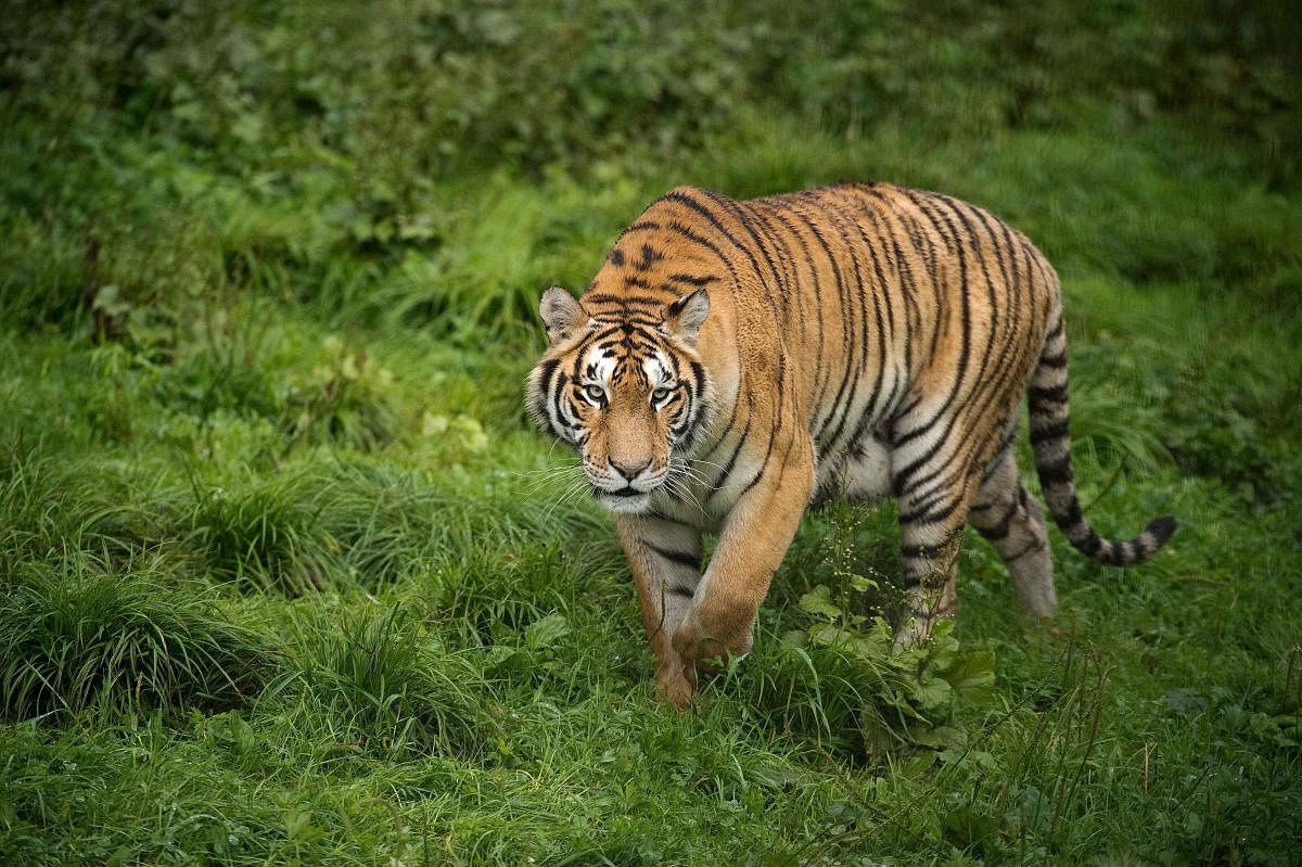 Given the right planning, training and mentality, bottlenecks in the system can be cleared to preserve India's rapidly diminishing flora and fauna. AFP PHOTO