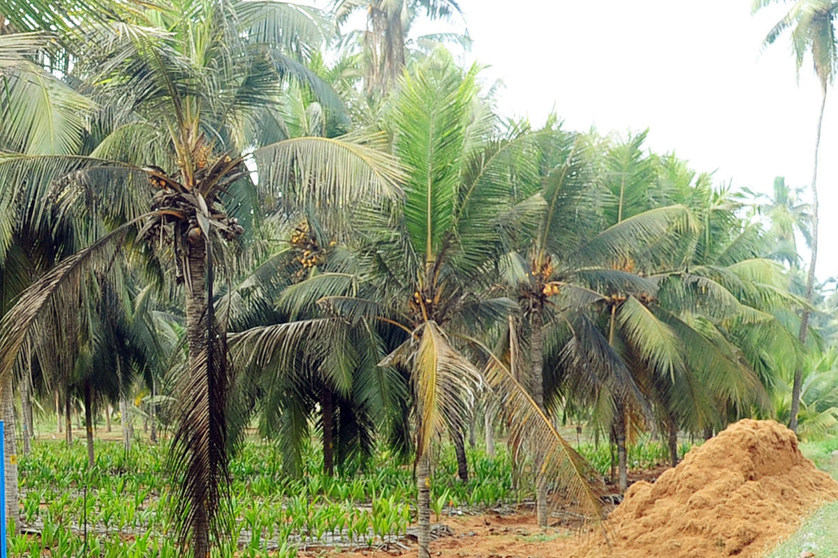 The whitefly-affected coconut palms.