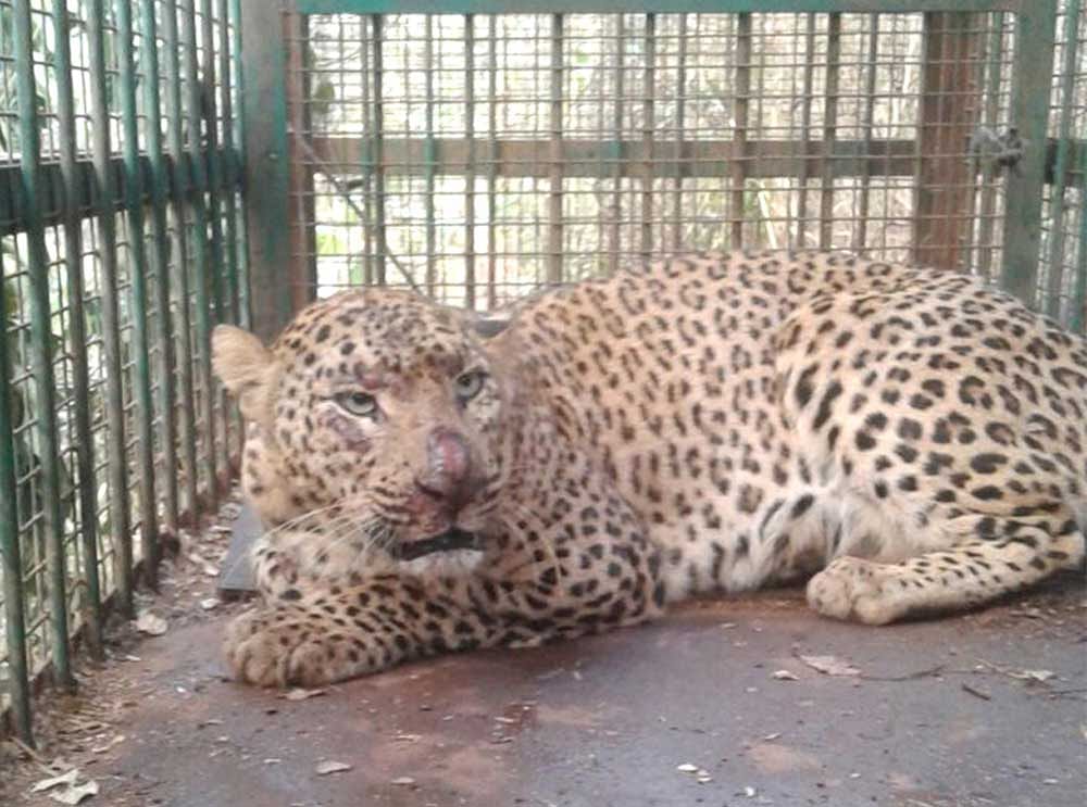 Forest department officials had laid a trap for the leopard on Wednesday.