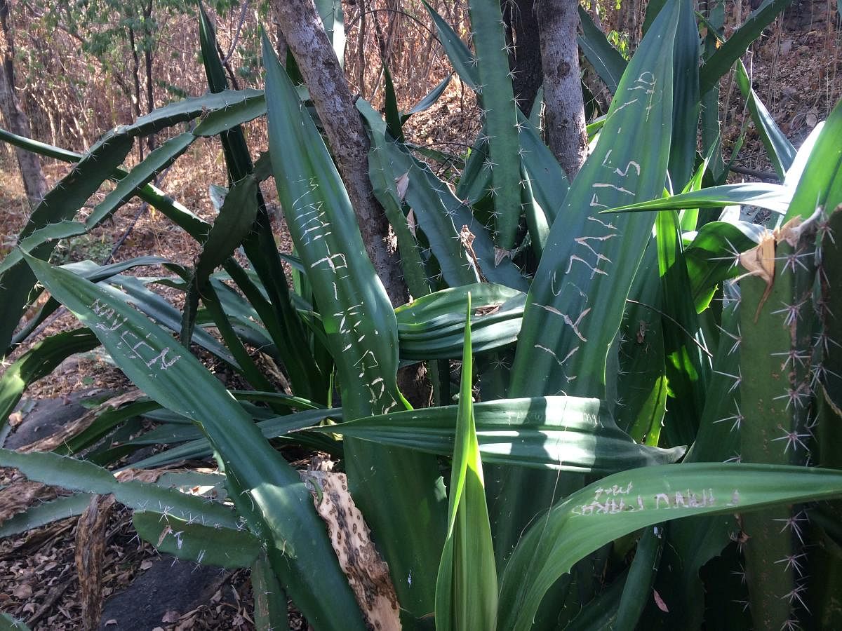 A plant in the park with people's names etched onto them. DH photo.