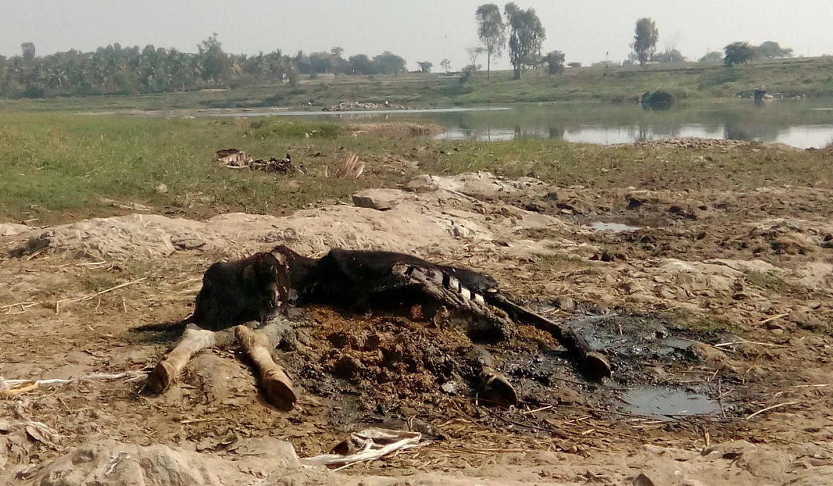 Animal carcass found near Cauvery river, at Chandagala in KR Nagar taluk.