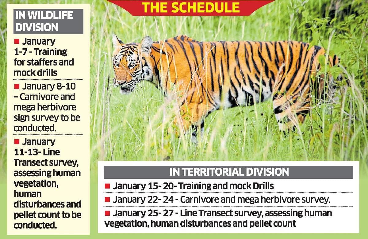 Tiger census schedule