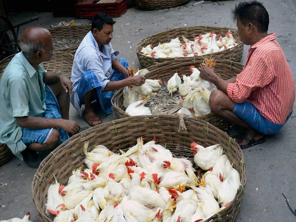 Civic authorities have issued strict instructions to 2,000 shops to maintain hygiene. Chicken farmers have also been advised to keep their farms clean. PTI file photo for representation.