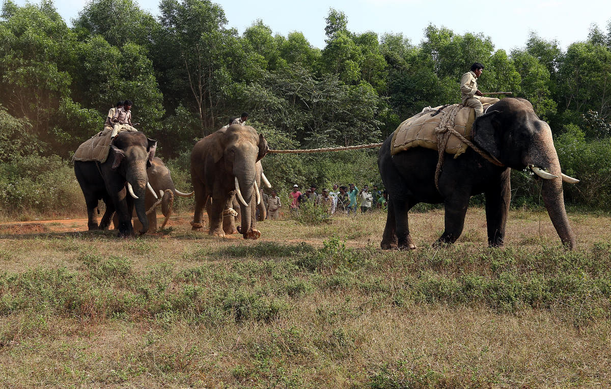 Wild elephant rescued by forest department personnel and elephants at Rajendrapur, near Ballu, in Sakleshpur taluk, in Hassan, on Saturday.