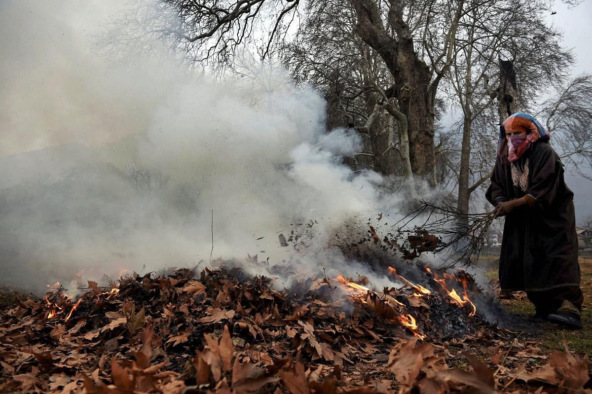 Srinagar: A woman burning chinar tree leaves to make coal, which is used in traditional fire pots known as