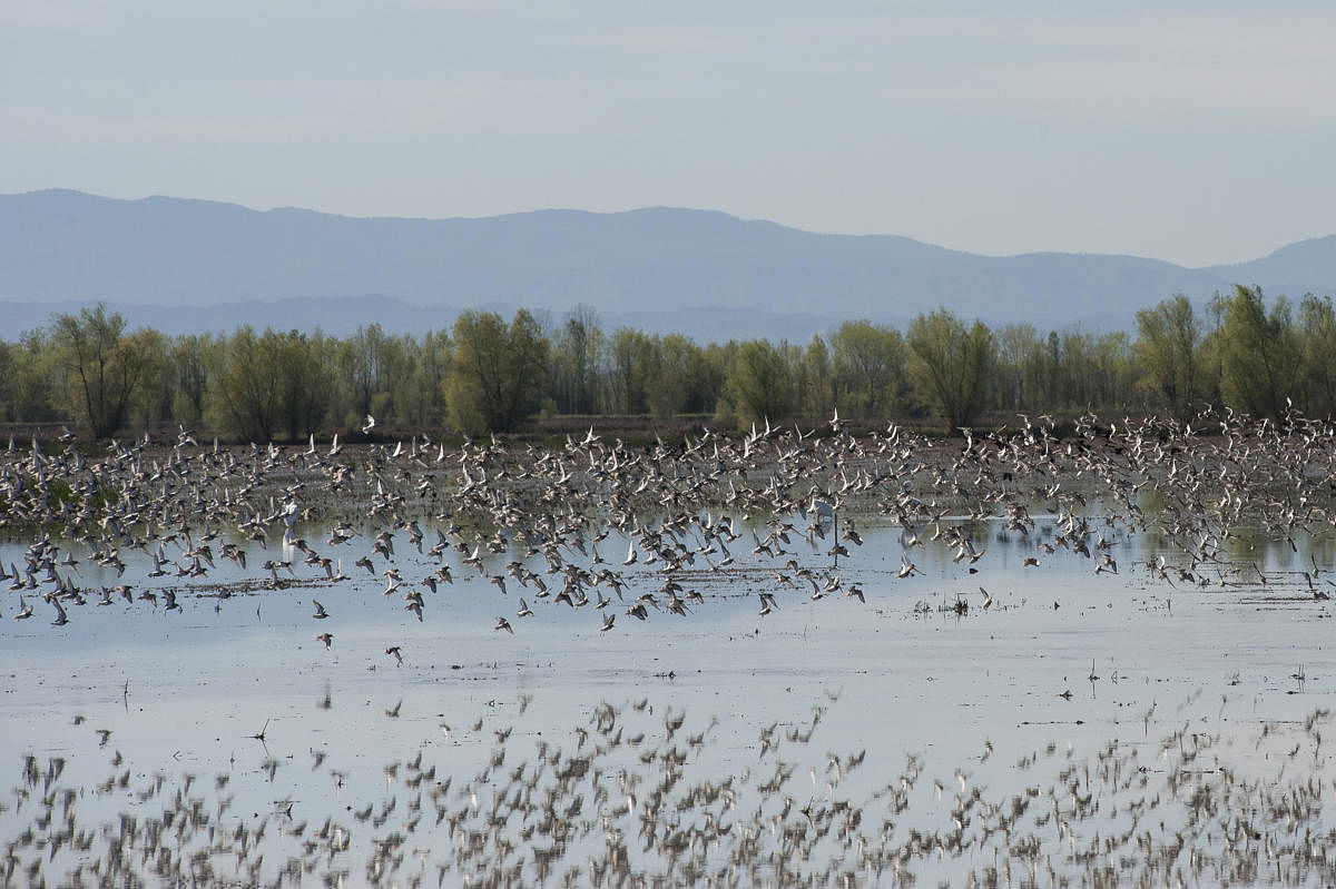 Wetland rentals for migrating birds