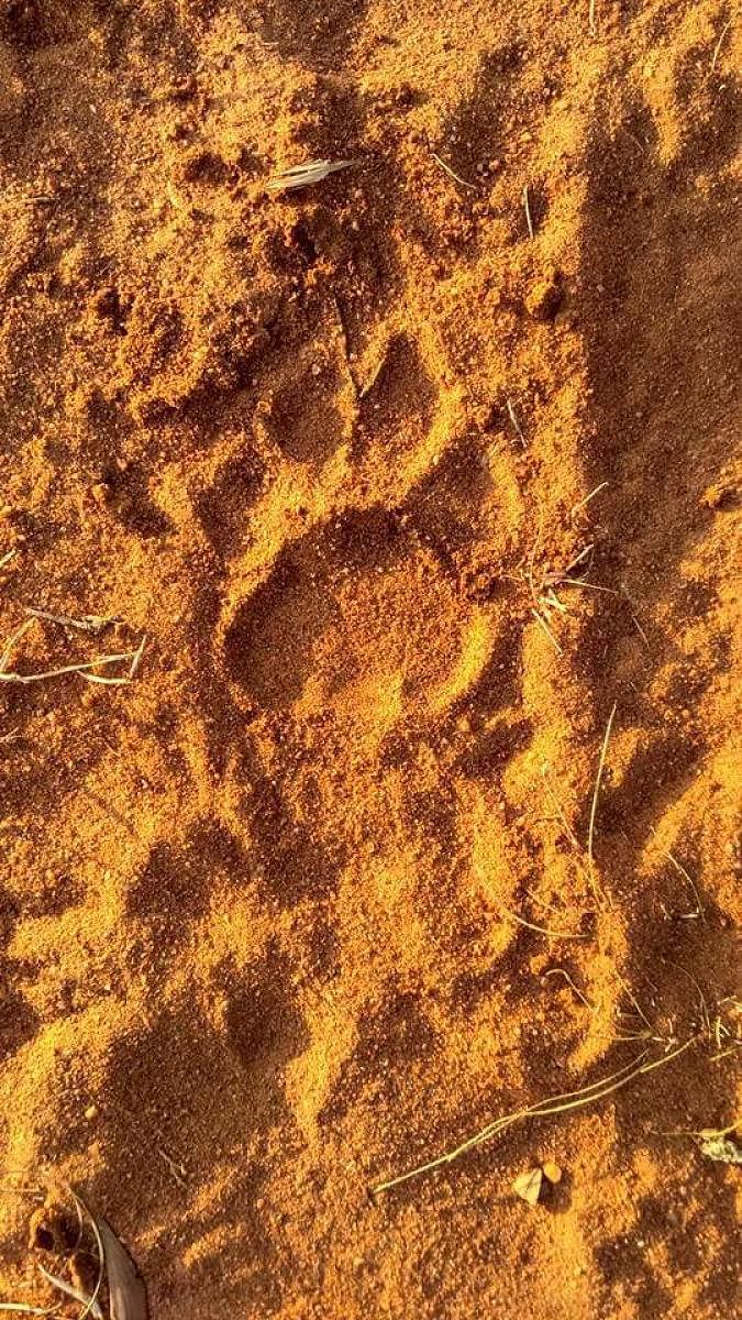 A pug mark of a tiger found during the Tiger Census at Bandipur National Park, on Monday.