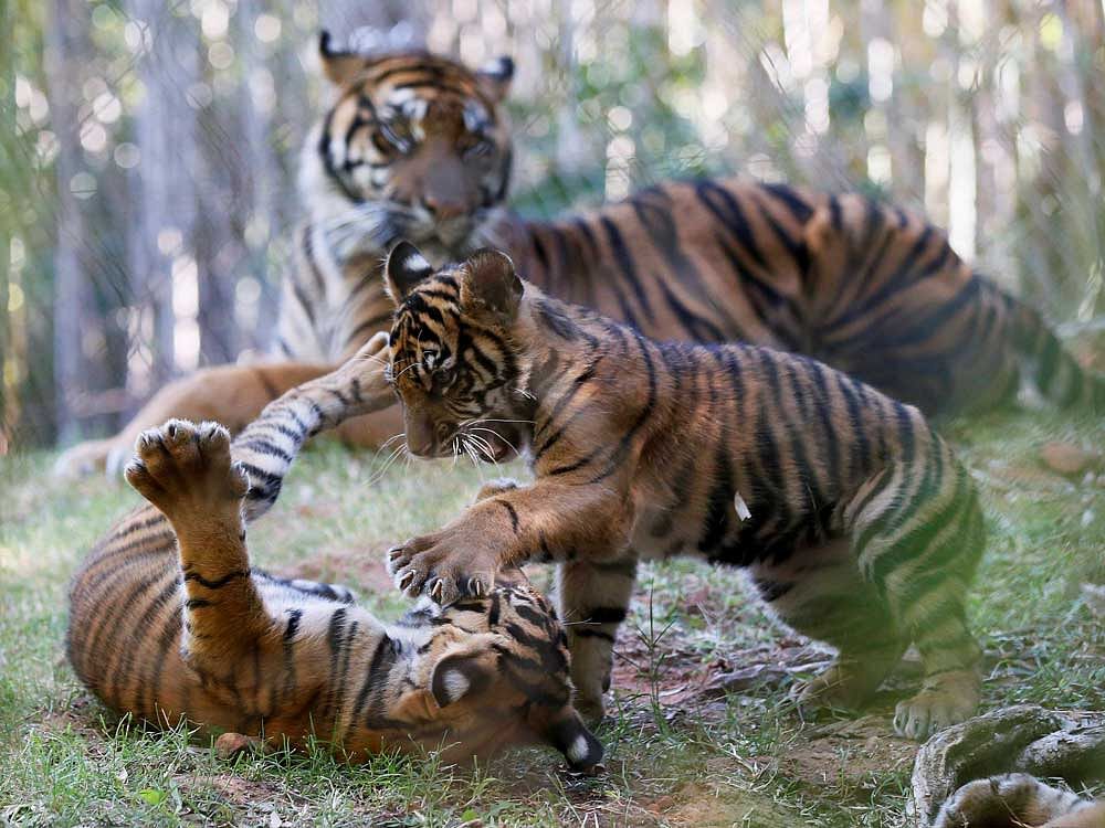 A total of 1,003 forest department staffers have joined hands in the mega exercise to count the big cats and other animals. PTI file photo for representation